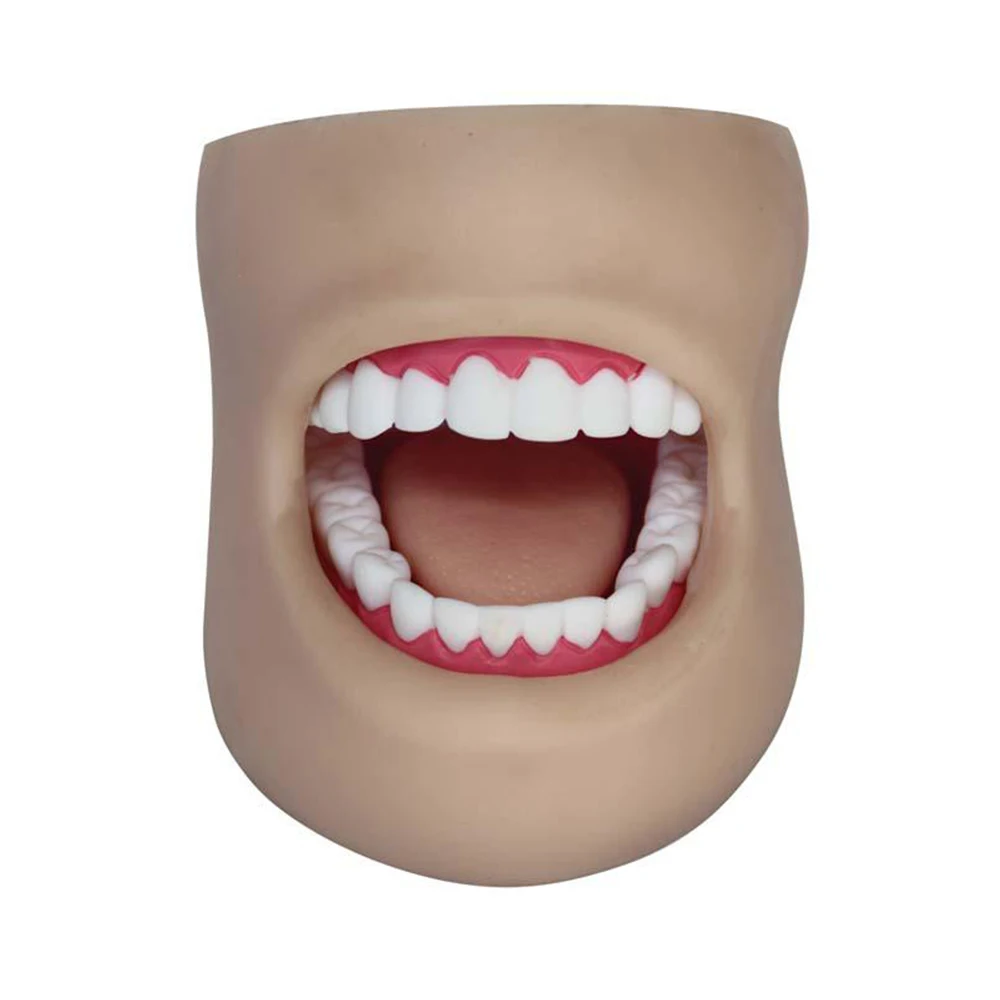 LTM403D medical teeth and dental training models