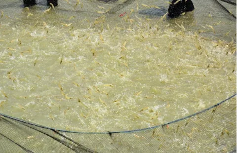 Fami-QS/ISO Approved Corn Gluten Meal 60% for Animal Feed Additives