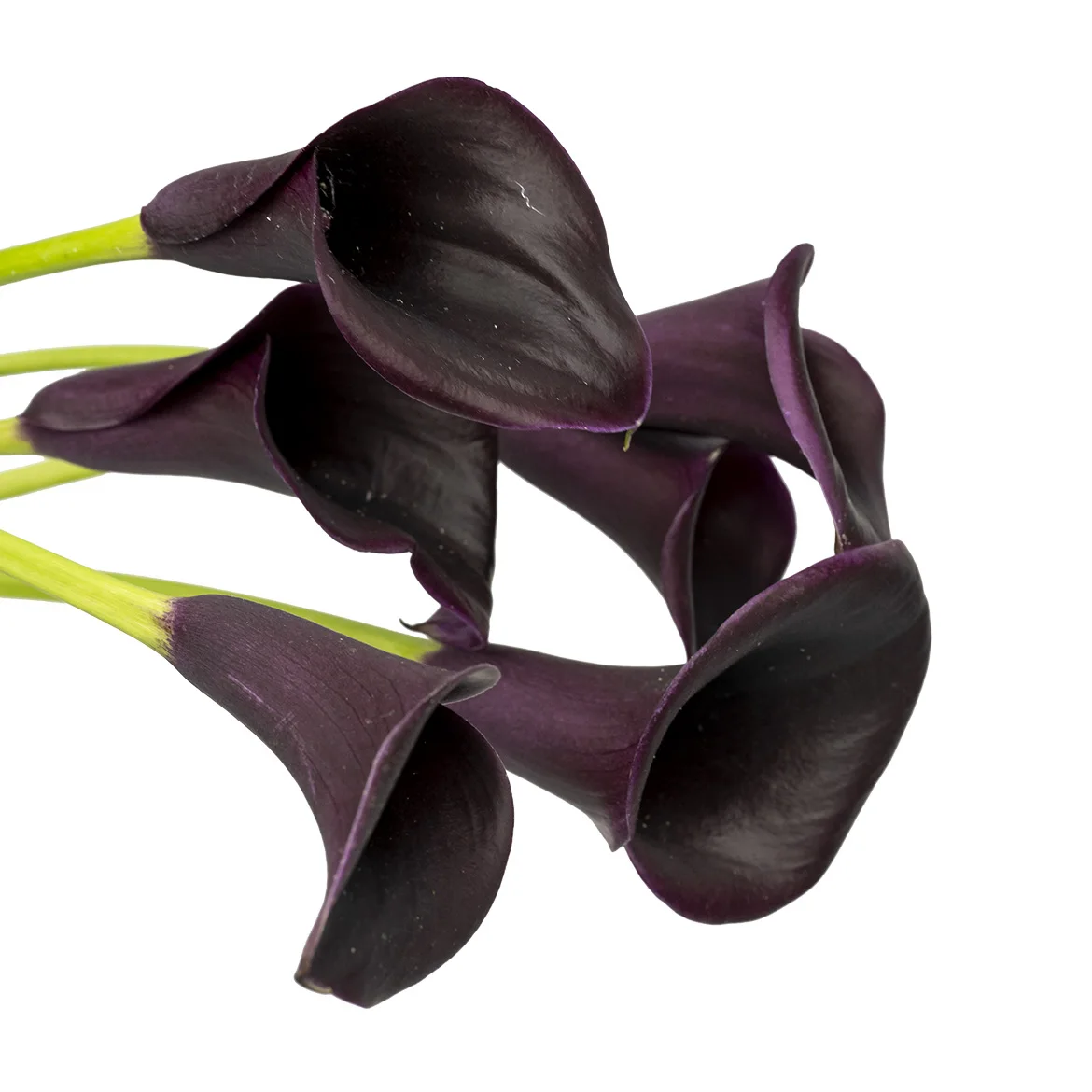 Hot Sale for Supply Wholesale Freshflowers Cut Calla Lily for Festivals Decoration