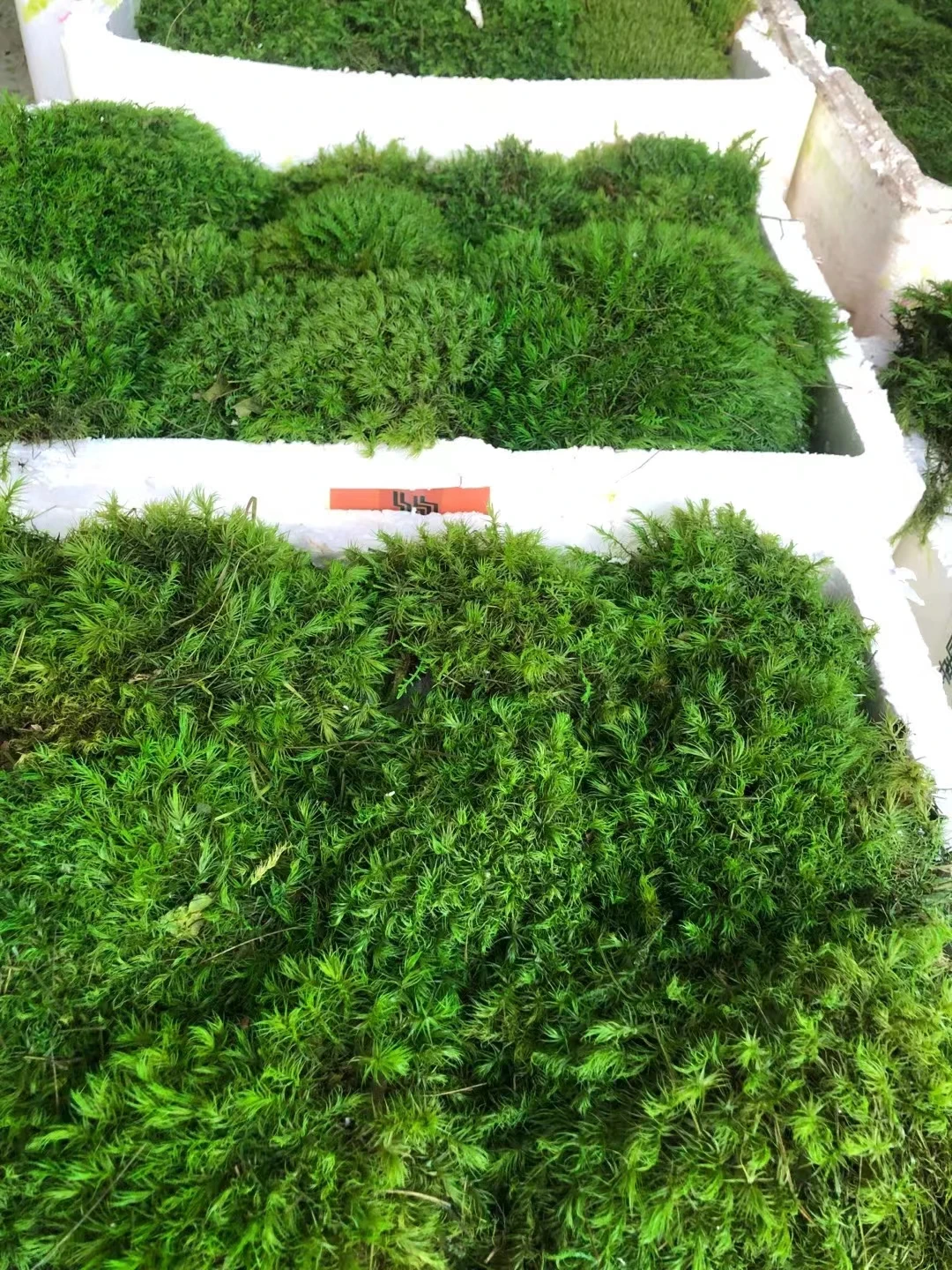 Green moss decorative preserved artificial moss wall custom-made preserved moss wall