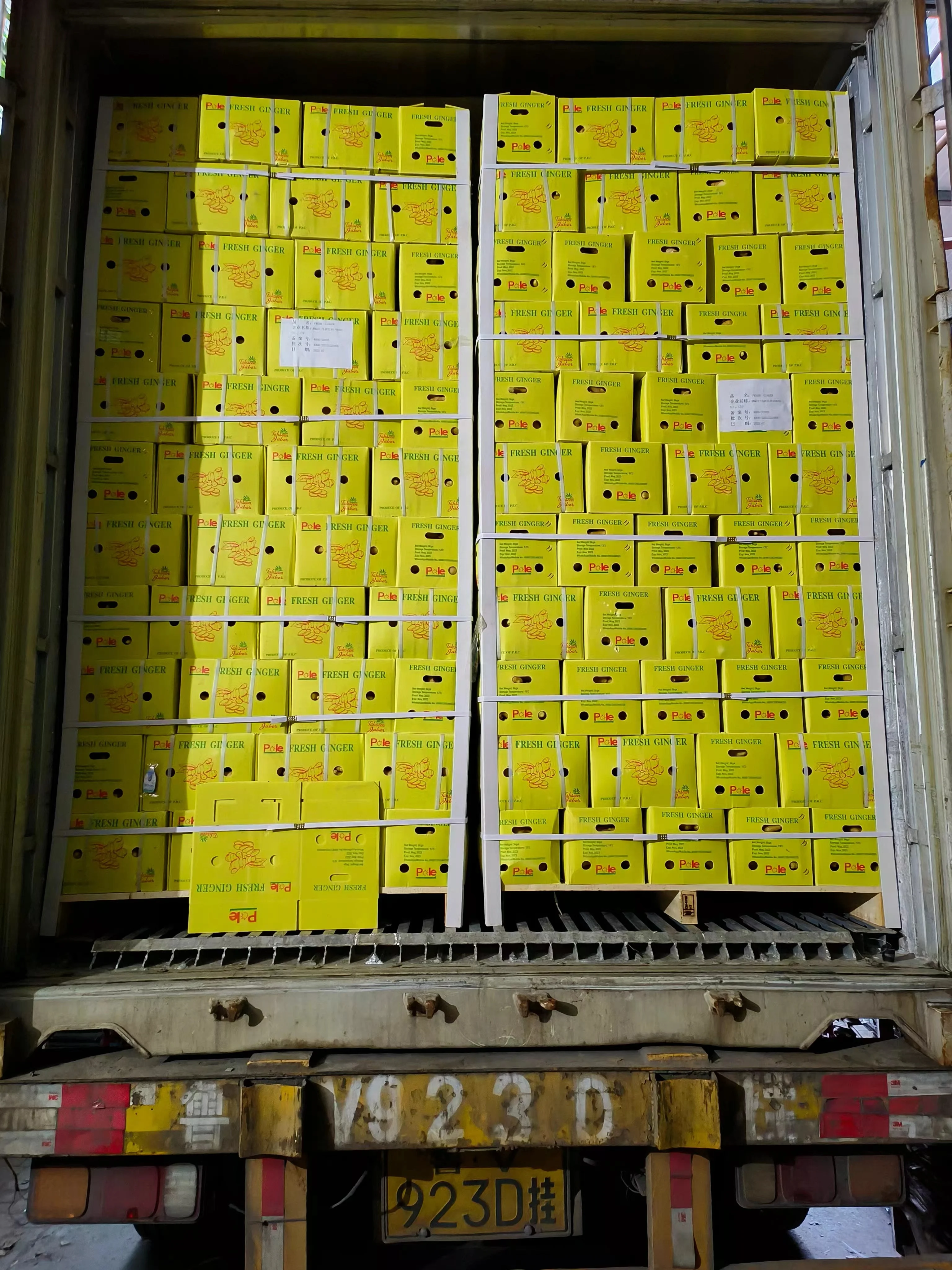 EXPORT / WHOLESALES High Quality Fresh Elephant Ginger From China 2023 Fresh Ginger