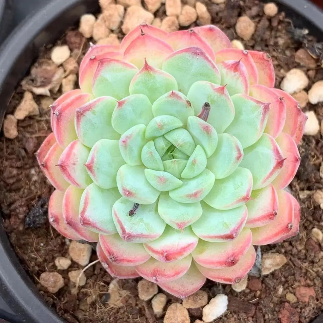 LG 004 Echeveria White Minima 9cm pot live Succulents Live Plant Korean Succulents Gardening Floral Woody Plant