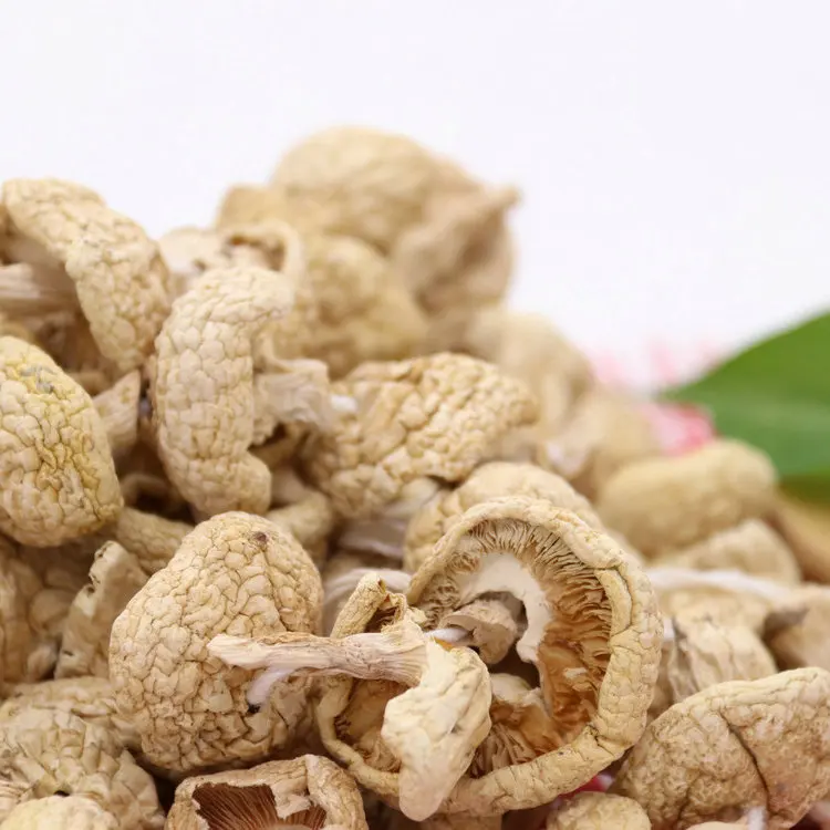 
dried mushroom magic rare edible mushrooms 