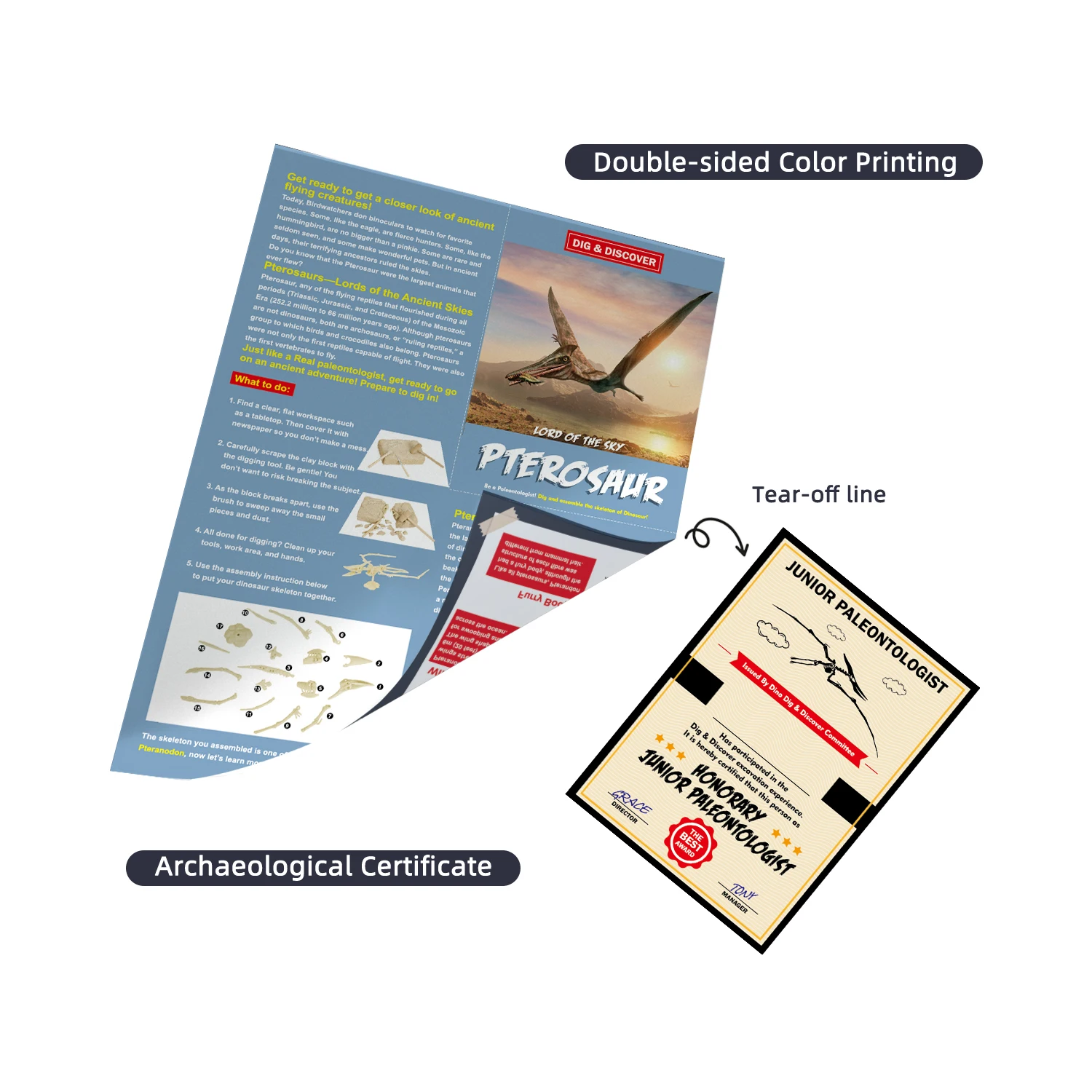 Factory Price Diy Toy Custom Dinosaur Archaeology Kit With Cpc Certificate Hot Selling Dinosaur Skeleton Dig Kit In Stock