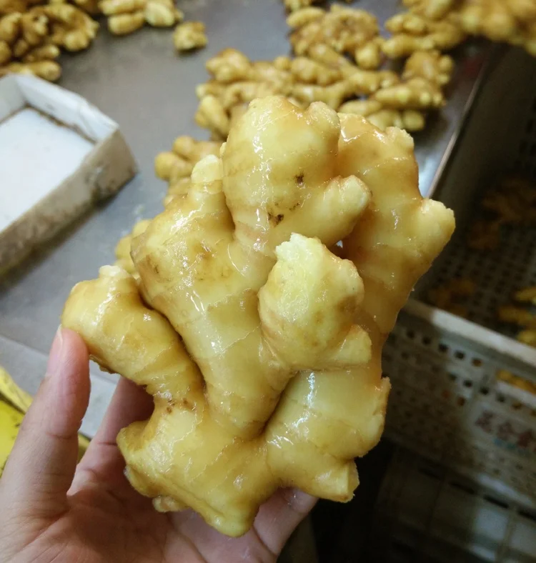 
Agriculture Of Wholesale Export Chinese Fresh Ginger Root Price 
