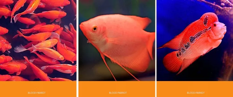 Цветные плавающие гранулы arowana 7 мм корм для