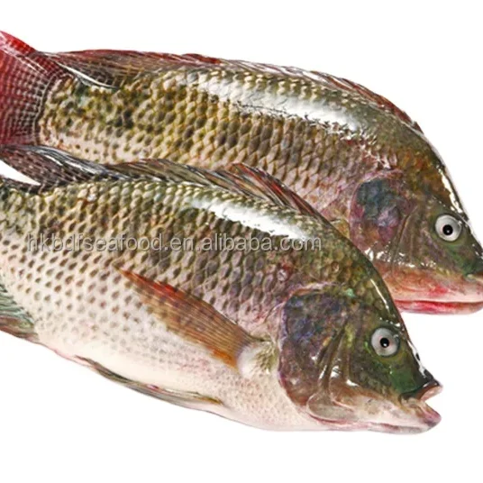 hot selling seafood Wholesale price fresh IQF Frozen whole tilapia