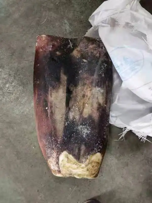 Frozen Giant Squid Fillet Skin