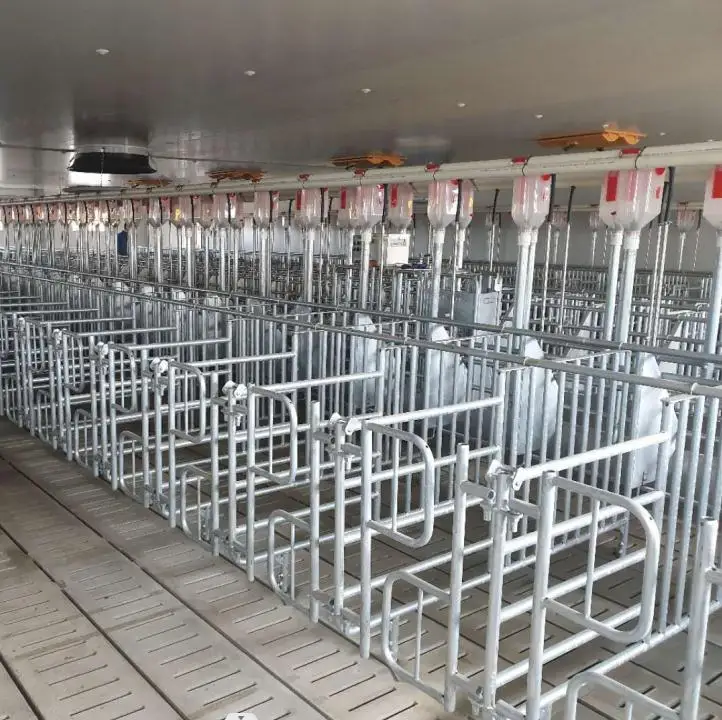 Steel structural poultry house for pigs with stainless steel crate system and other automatic equipment