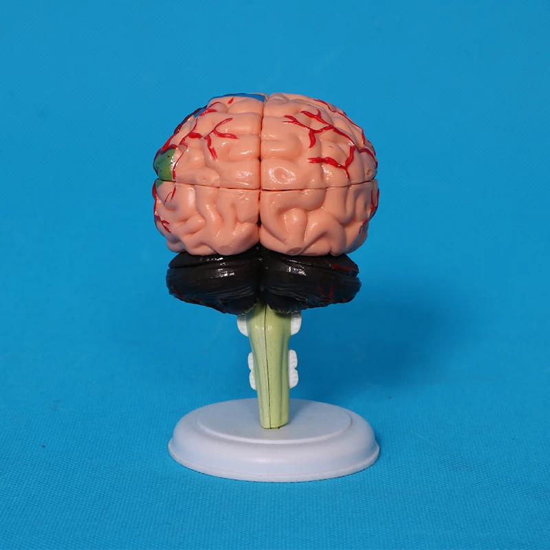 Factory human skeleton, skull, heart anatomical model, detachable brain model