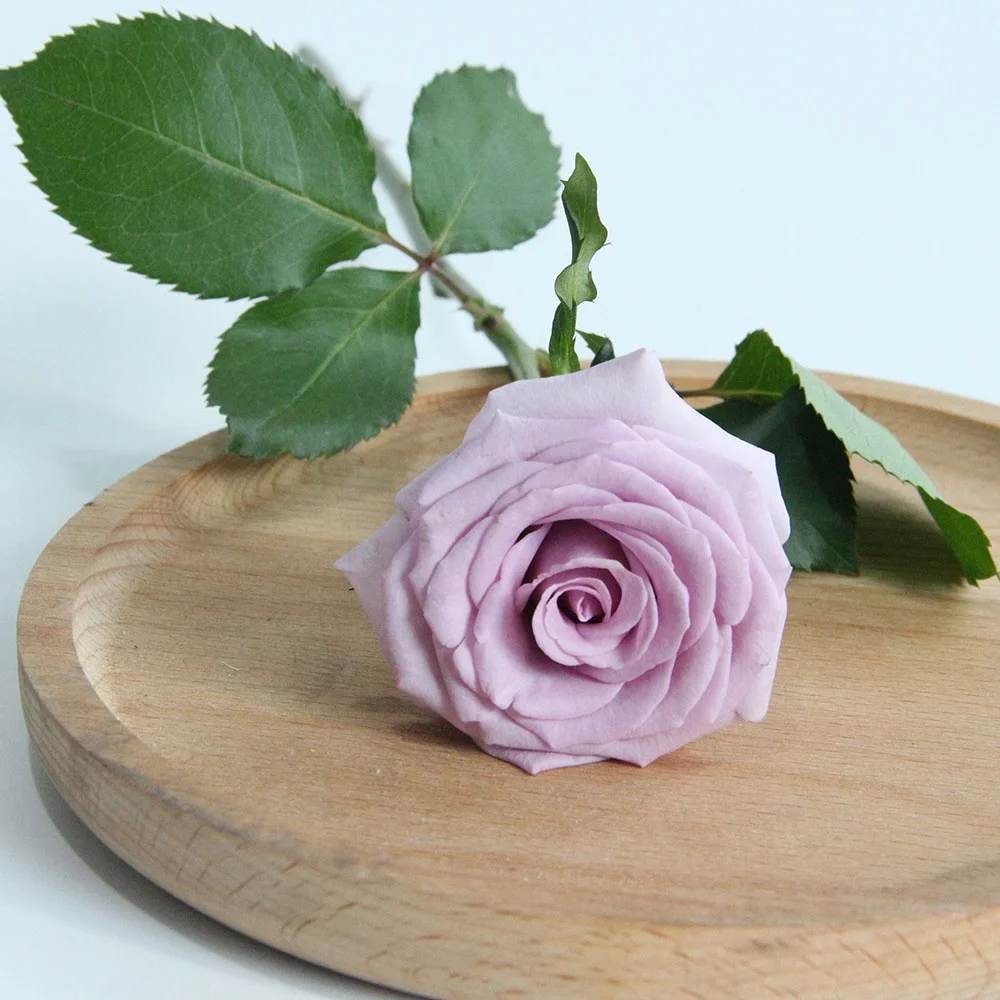 Wholesale Long Stem Natural Bulk Flowers Fresh Cut Roses The Ocean Song Roses A Grade From China