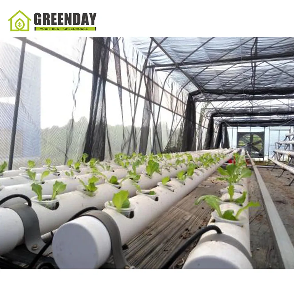 
GREENDAY Automatic Climate Controlled Complete System Polycarbonate Film Commercial Agriculture Greenhouse for Tomato 