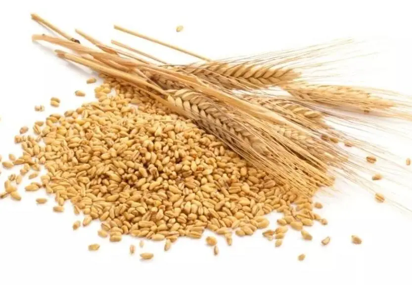 High quality food grade malt extract natural organic selenium enriched malt powder