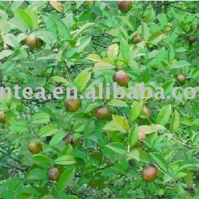 organic refined camellia oil edible cooking oil