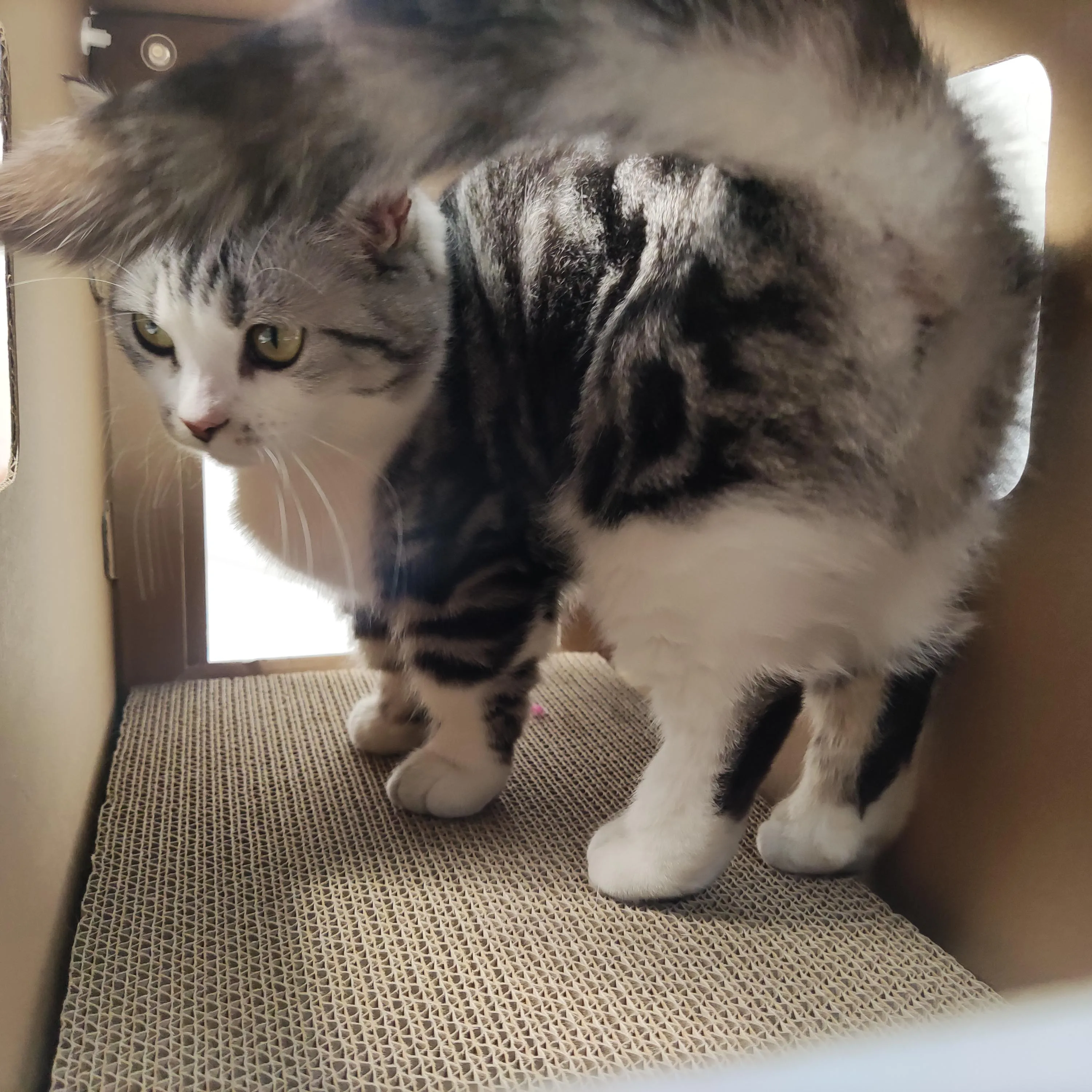 police paper box  modern pet cages  big  bed cardboard cat house stylish