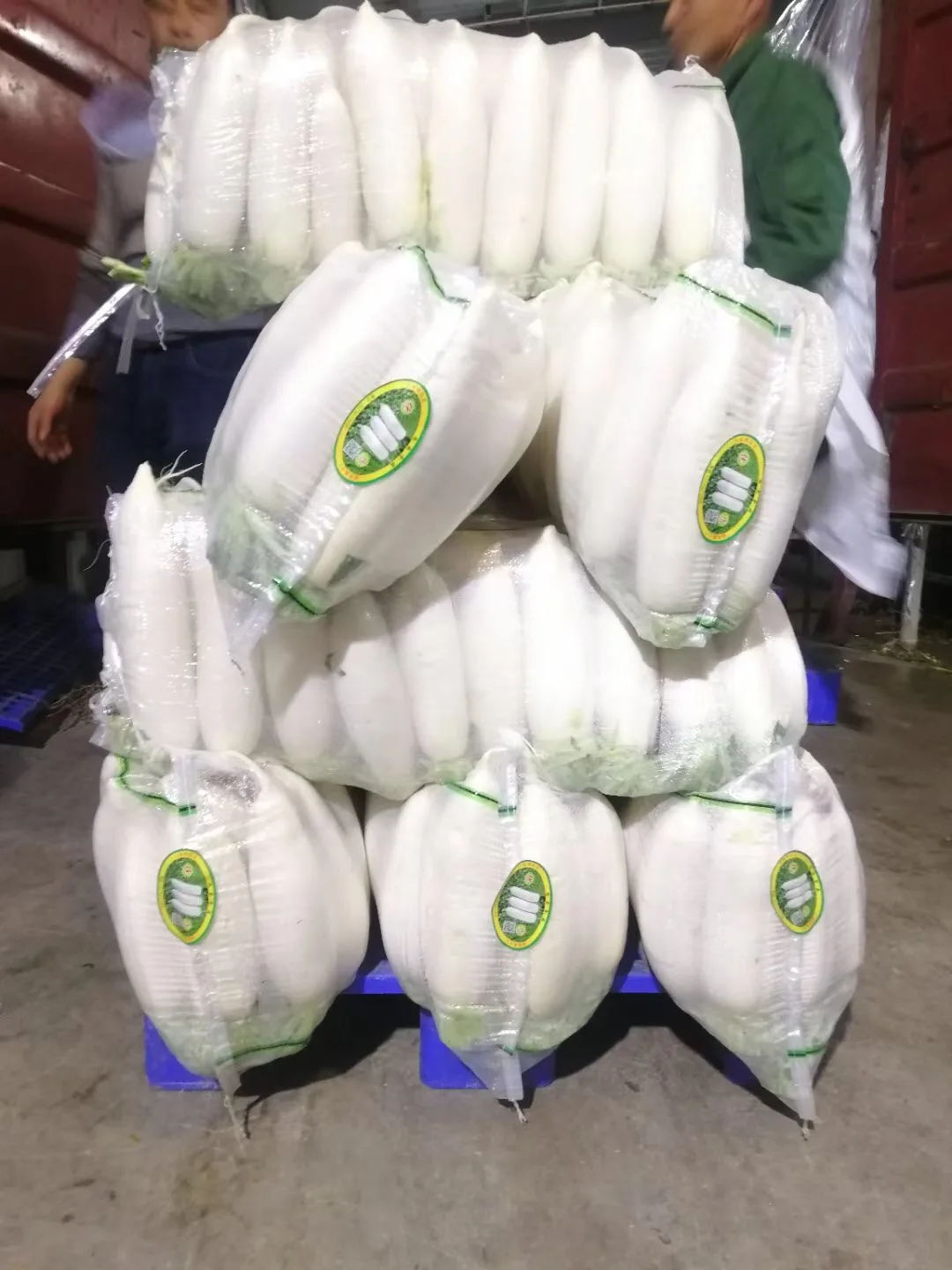 2023 новый сезон китайских свежих овощей свежий зеленый и белый редис на экспорт свежие красные семена редьки цена за тонну Китай