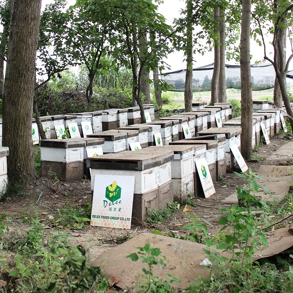 Honey Bee Yemen standard Sidr Honey 100% natural for wholesale and bulk