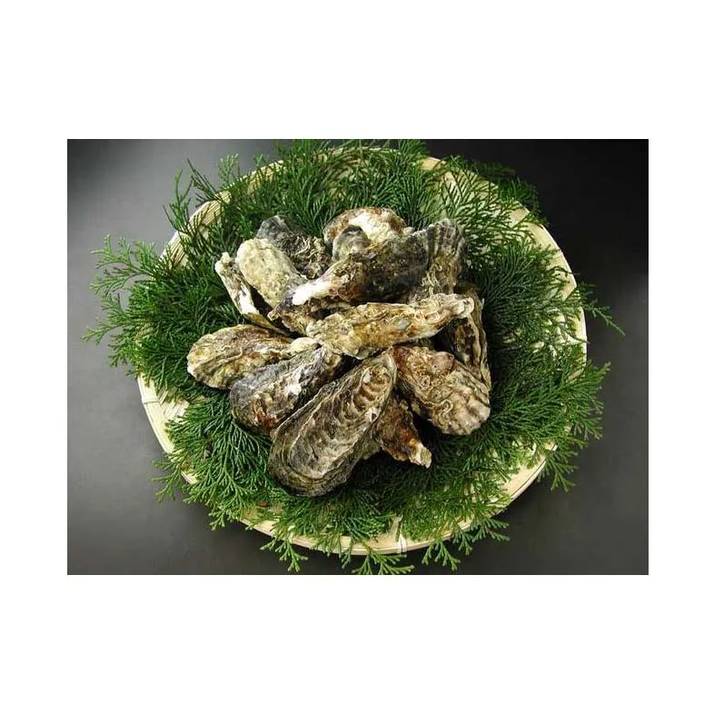 
Stable supply reasonable price high quality fresh frozen oyster for sale 