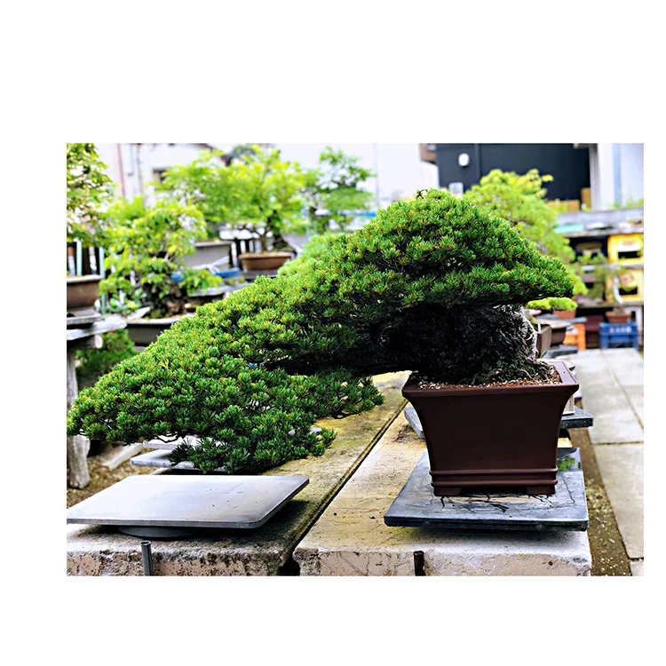 
 Горшок бонсай для дома и сада, горшок для сосны, легко растущий для сада  