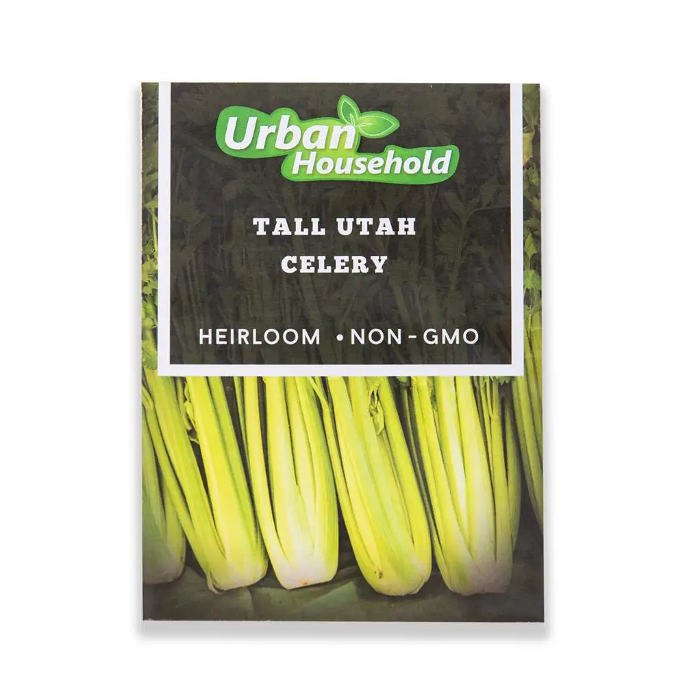 Высококачественные растения umbelliferae, зеленые здоровые растения, семена сельдерея