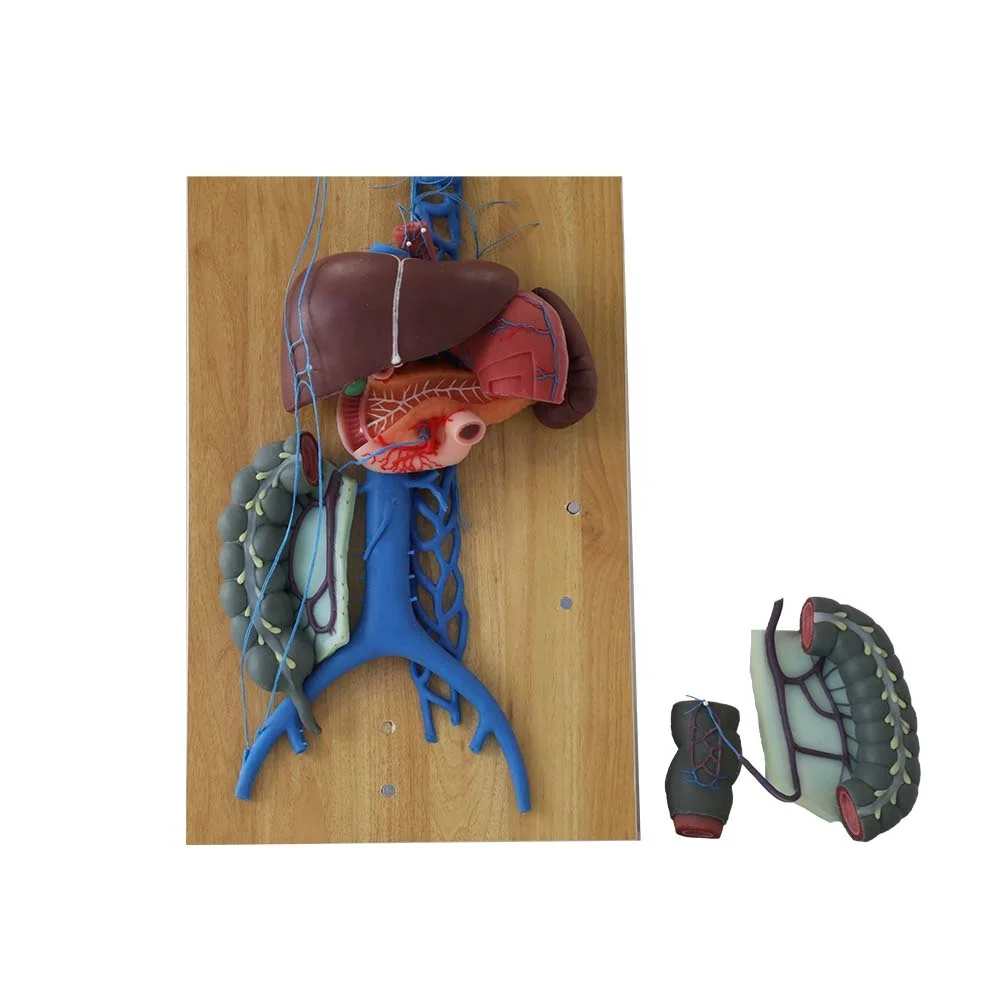 Soft Silicone Human Medical Anatomy Model Hepatic Portal Vein and Superior & Inferior Vena Cava Model