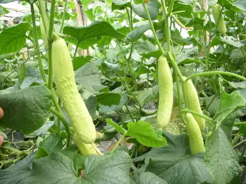 
Supply Early Maturity Hybrid f1 parthenocarpy white cucumber seed for planting 