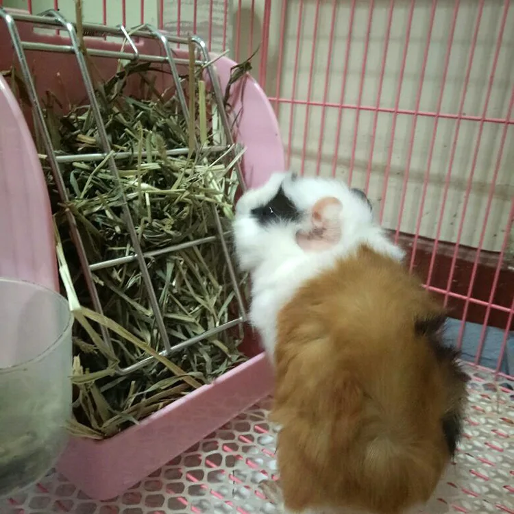 Rabbit grass frame spring grass frame Chinchillas pet supplies Dutch pig Guinea Pig Pika grain basket