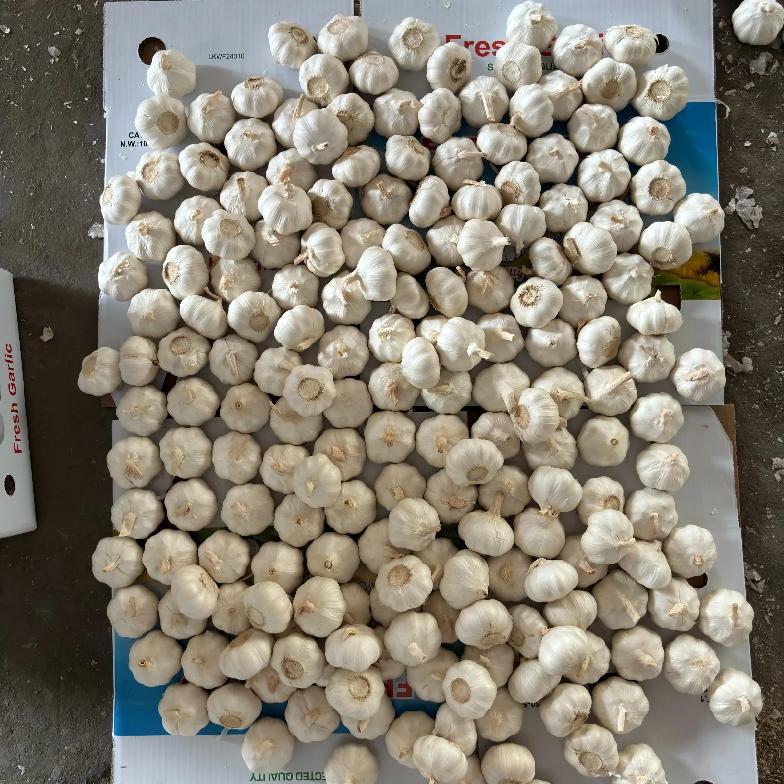 Wholesale Exclusive Import Opportunity Stock Up Save Garlic Frozen Vegetables Frozen Garlic From Viet Nam