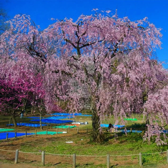 4x6m Waterproof Fabric Factory Price Uv Treated Woven Pe Tarpaulin With Pp Rope And Aluminum Eyelet