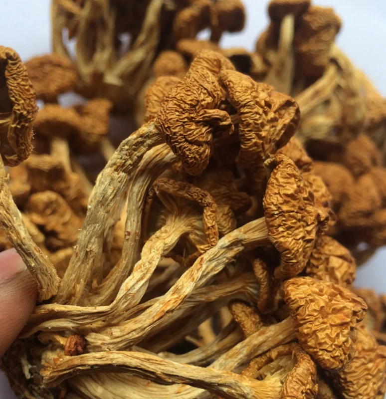 Huazigu Wholesale Cultivation Pholiota Nameko Dried Pholiota Microspora Mushroom