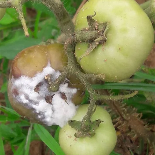 
Metalaxyl fungicide 98%TC, 80% WP, 20% 25%FS, 35% DS CAS:57837-19-1 