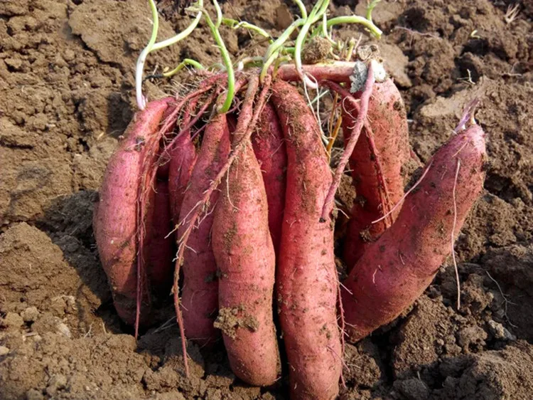 KWS Canned sweet potato for kitchen food supplies