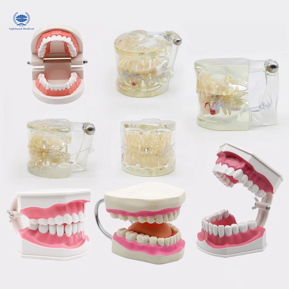 Dental model for medical teaching Dental plastic tooth model