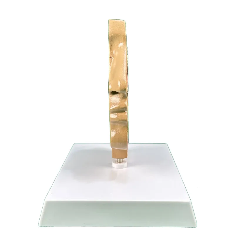 Human anatomical model, nasal cavity anatomical model