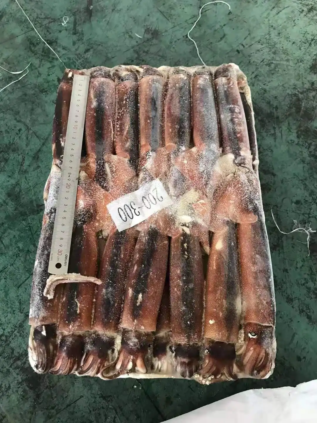 
Argentina Squid Whole Round Illex Argentinus Squid Frozen Squid 