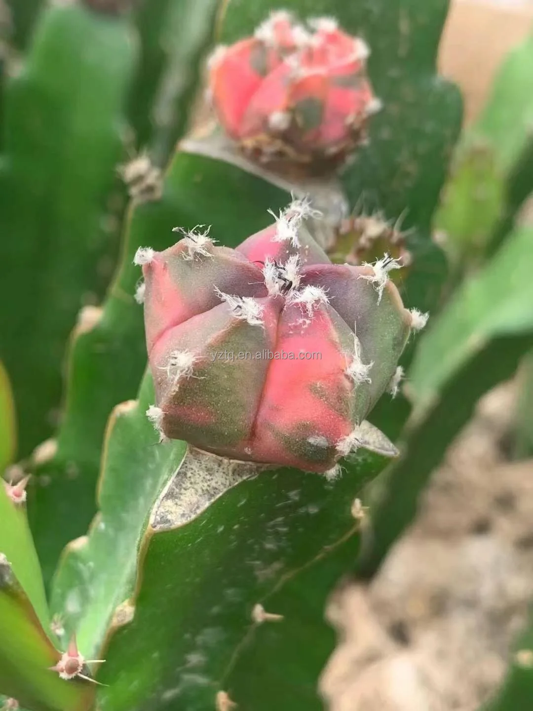 
Wholesale live cactus Mario Astrophytom Plants indoor cactus plants grafted tree cactus 