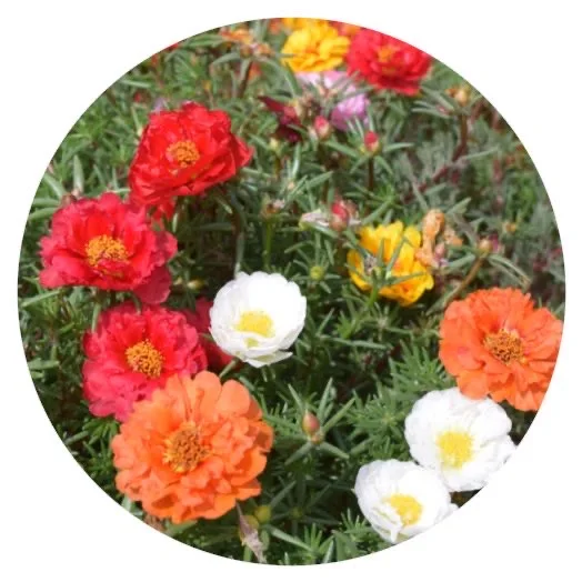 Распродажа Naturix Clerance, 50% скидка, китайский тропический сад, двойной цветок, Портулака Грандифлора, мох, семена роз