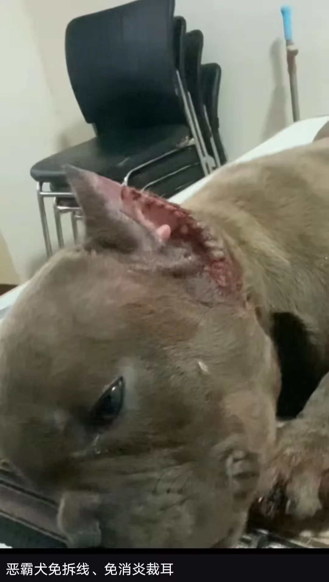 3ml  Veterinary Skin Tissue Glue For Animal Cat And Dog Wound Treatment Vet Glue