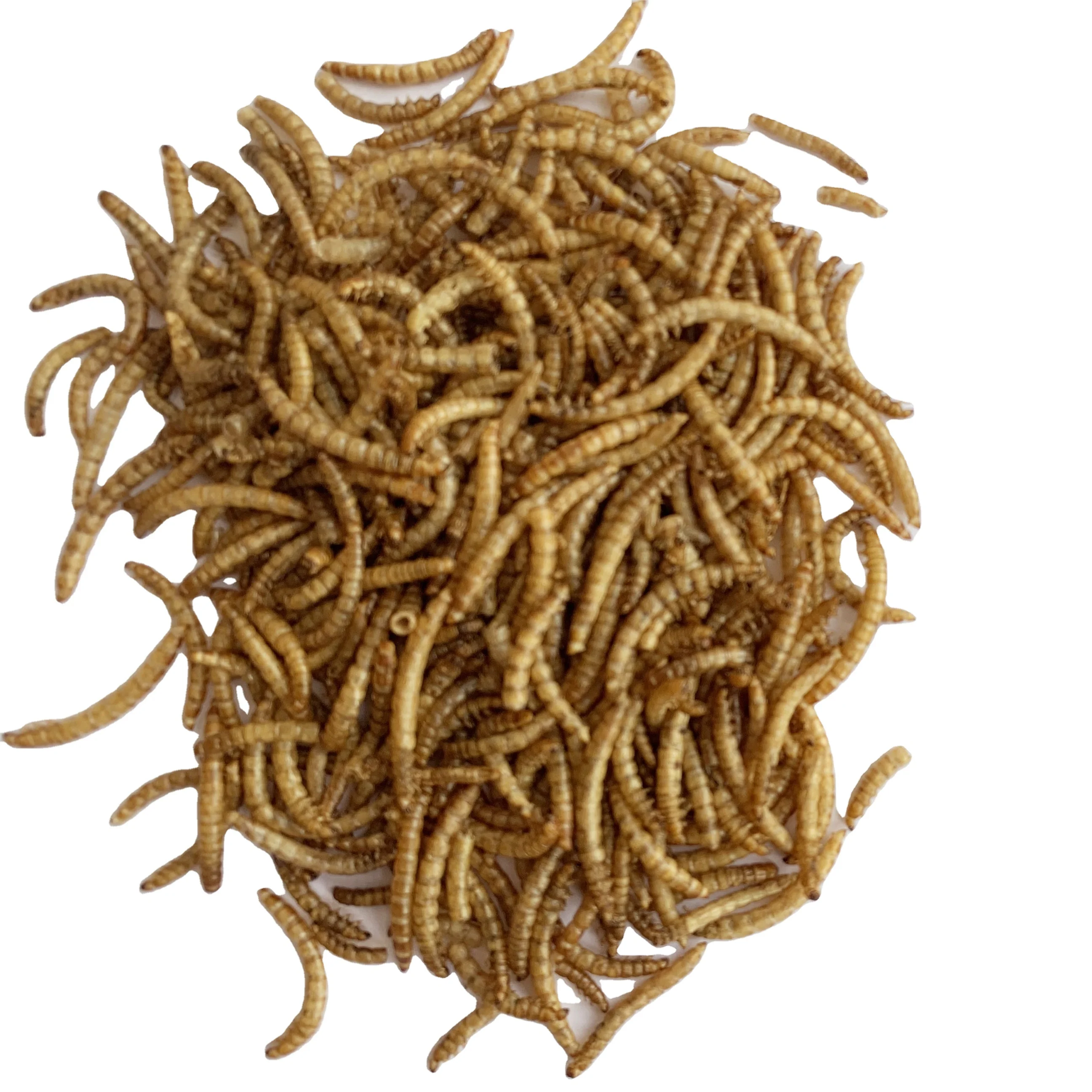 dried mealworm  yellow dry mealworm  dried  mealworms