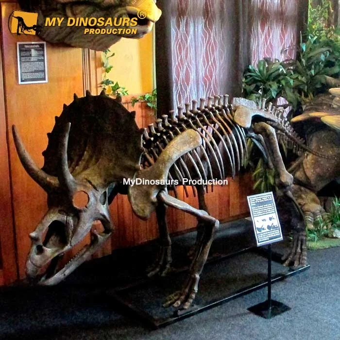 MyDino DS2801 Triceratops Skeleton Dinosaur Fossil