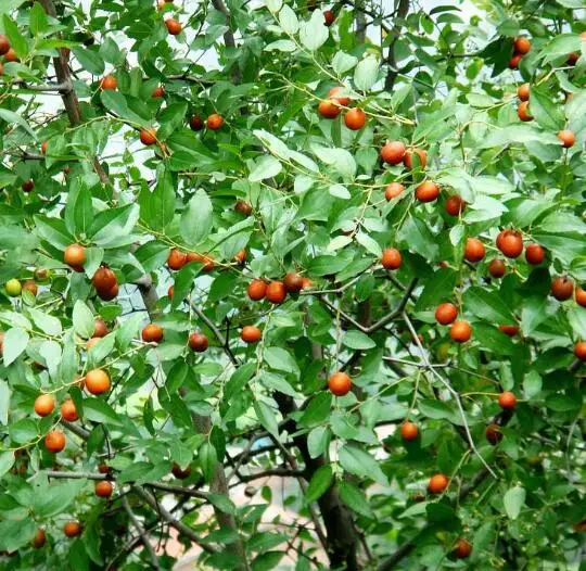 Suan Zao Ren Natural Ziziphus Jujuba Mill. Var. Spinosa Seeds Kernel Raw Semen Ziziphi Spinosae for Herb