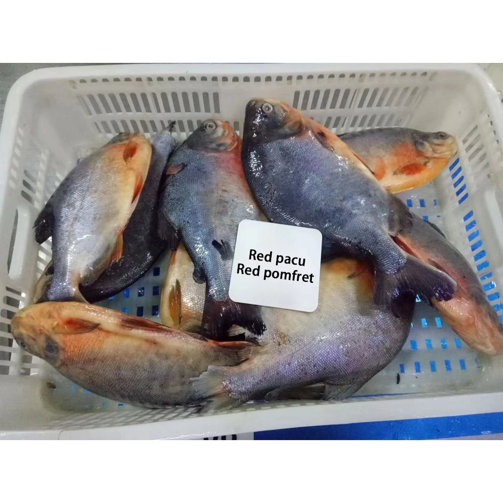 frozen pomfret fish Frozen red pacu fish frozen red pomfret whole round red pomfret fish colossoma brachypomum
