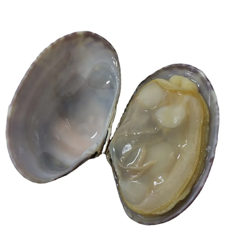 seafood supplier live frozen short necked clam with shell
