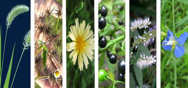 Herbiside metribuzin 70% wp price