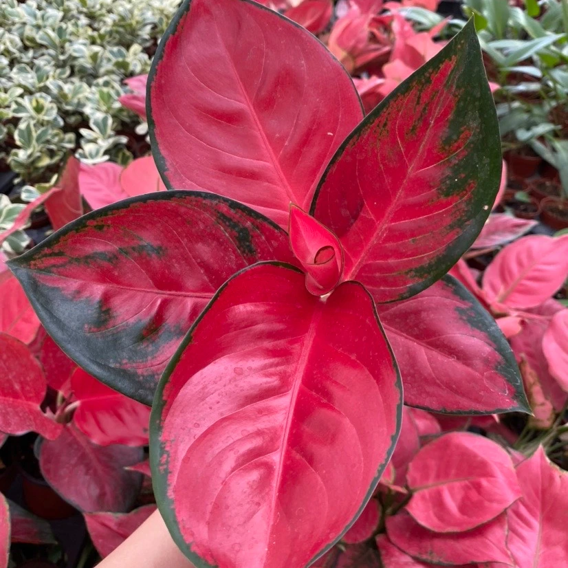  Aglonema aglaonema красный Dongfangred Suksom
