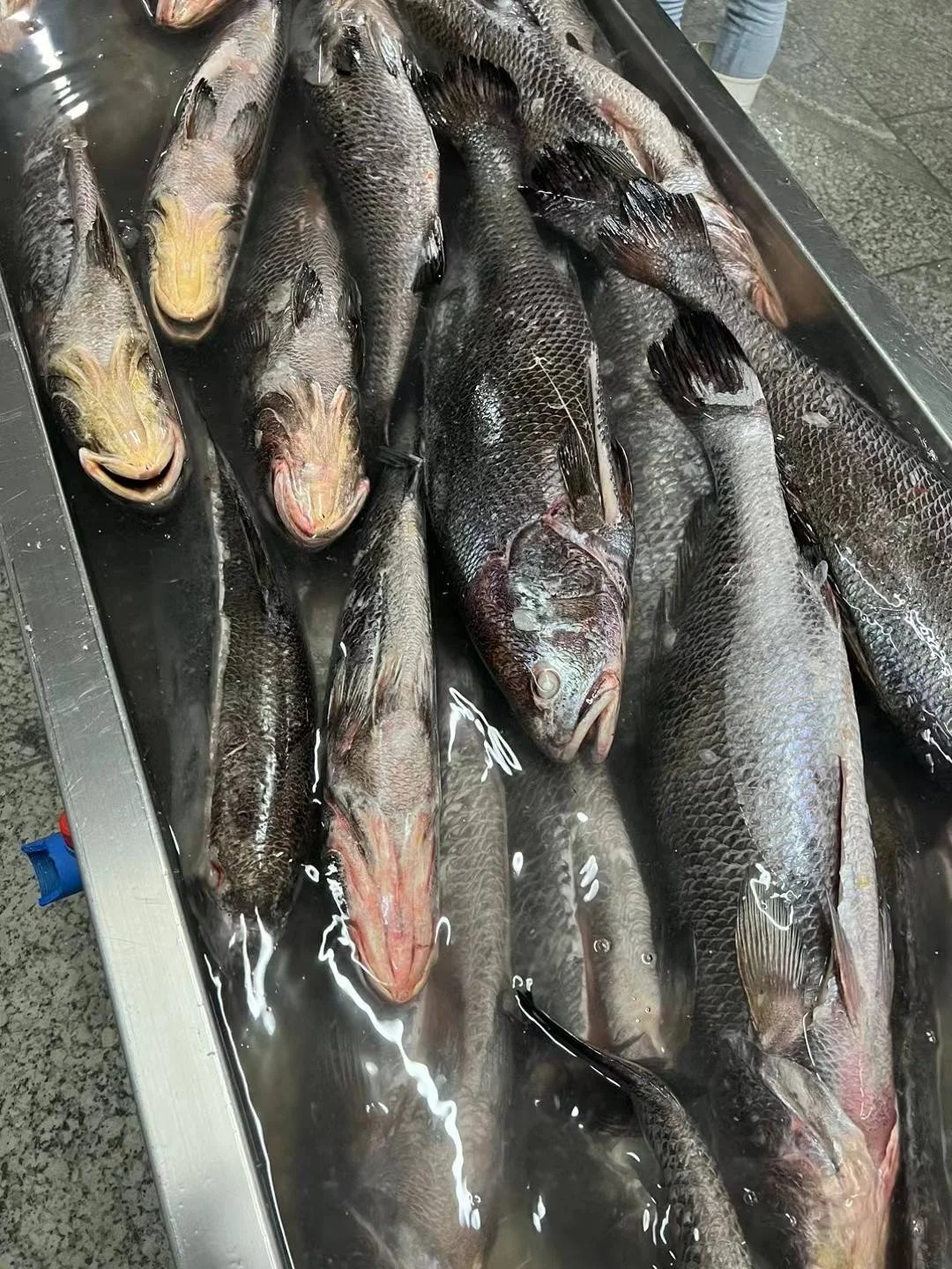China Farms Fish Brown Croaker Gutted & Scaled 4-8kg Export Frozen Brown Croaker Fish