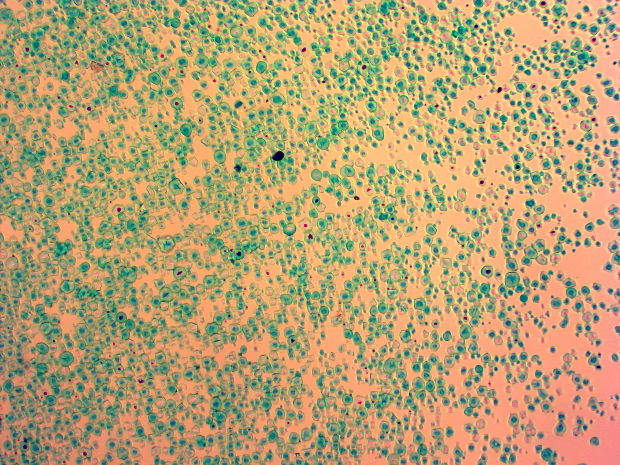 Biology Medical Science High Quality Middle School Teaching Plant and Animal Mix Set 50 Pcs Microscope Prepared Slides