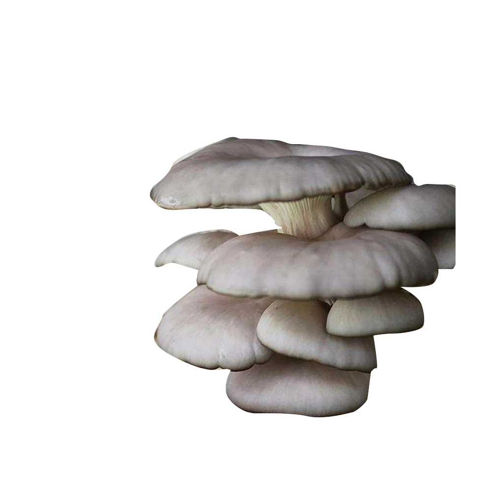 White Dried Grey Oyster Mushroom Cultivation Oyster Mushroom Sticks For Sale
