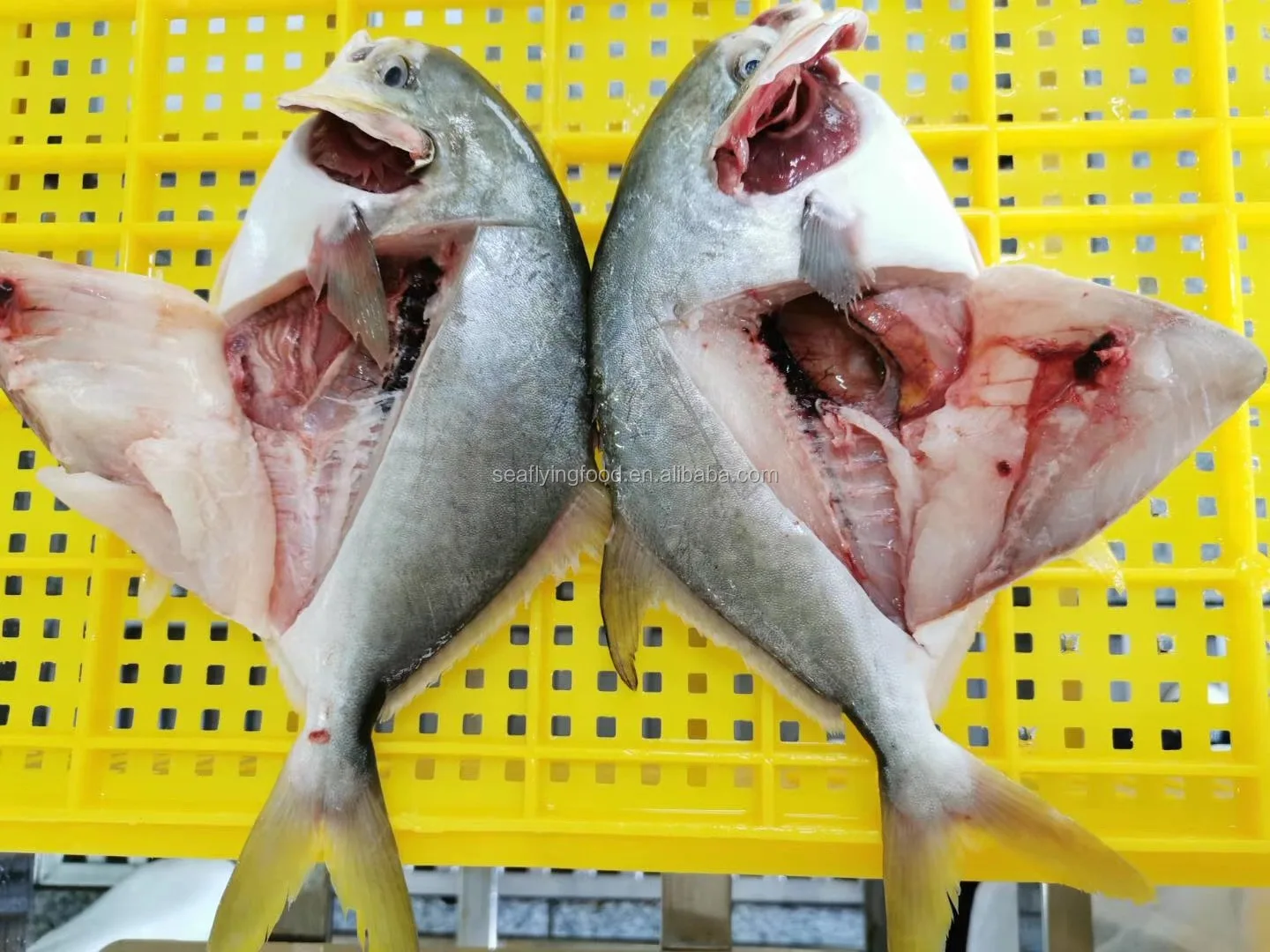 China pompano fish whole round golden pompano golden pomfret fish for sale