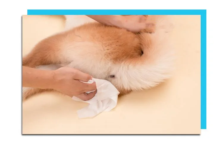 customized organic pet cleaning wet wipes dog cat dental teeth disposable  pet grooming glove alcohol free canister